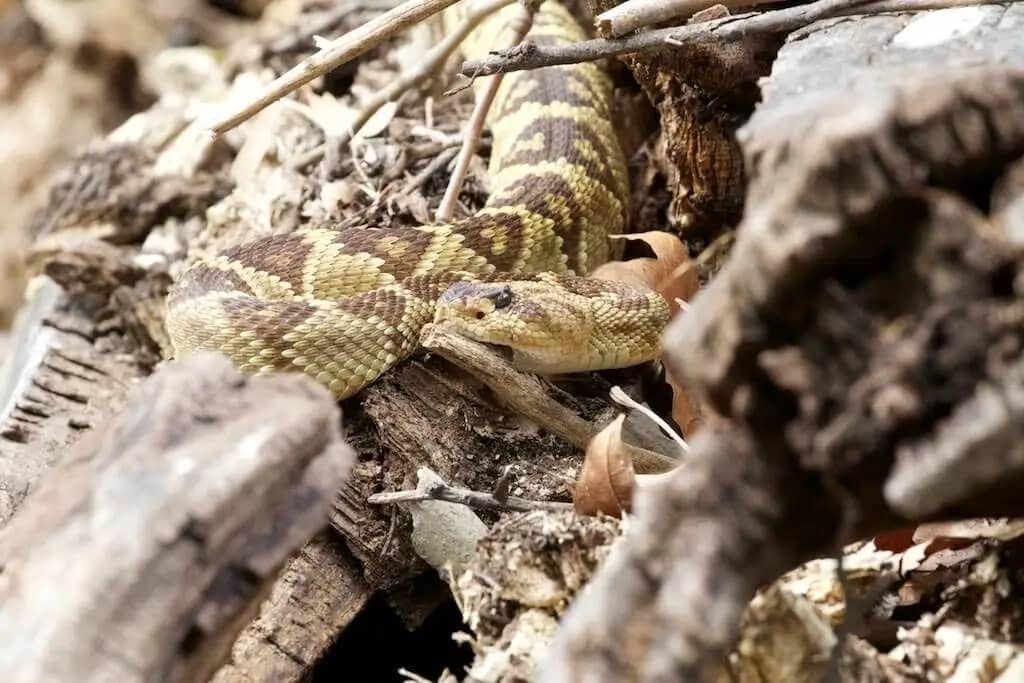 Wildlife Encounters