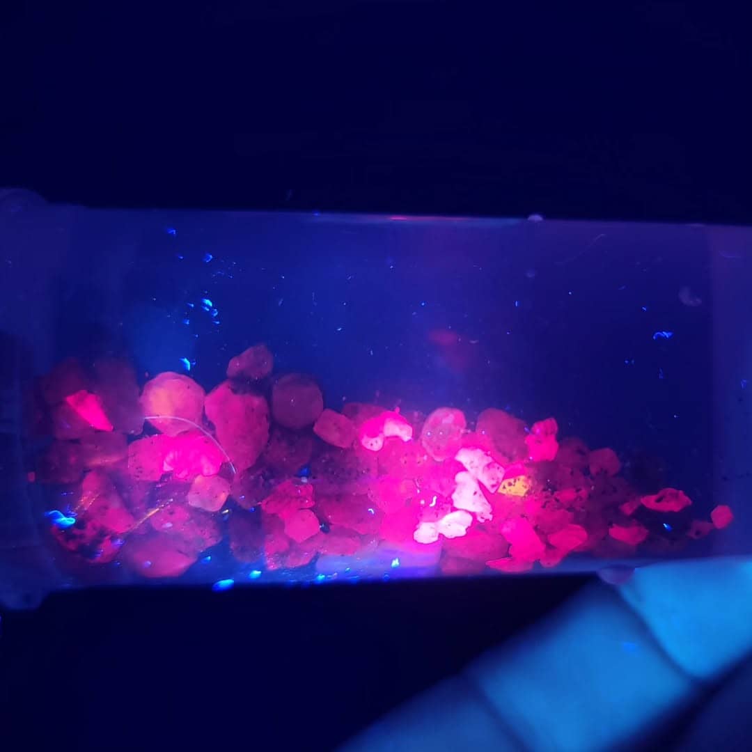 Night Tours with Blacklights