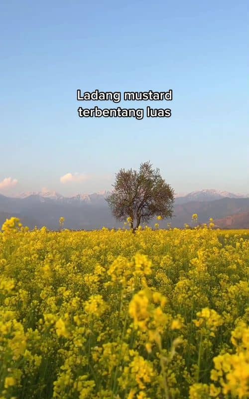 Social content