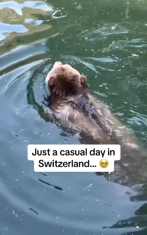 Social content