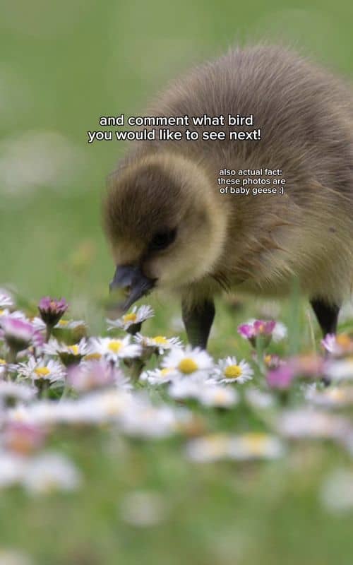 Social content