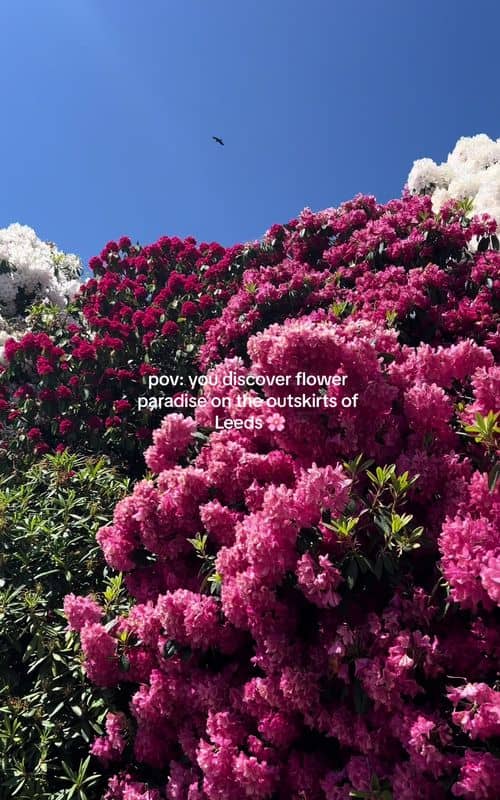 Social content