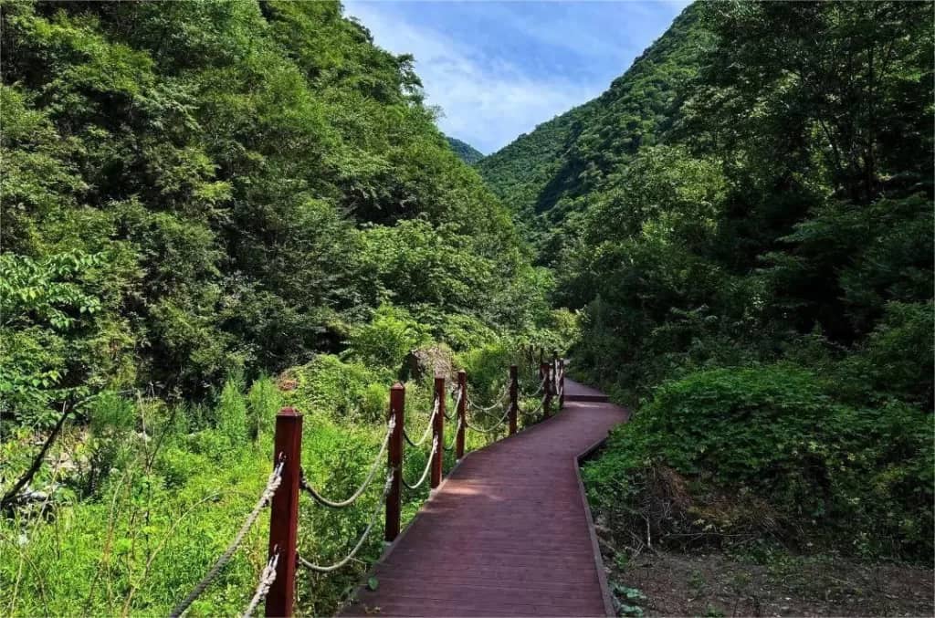 Diverse Forest Trails