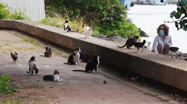 The Kaka'ako Cat Colony