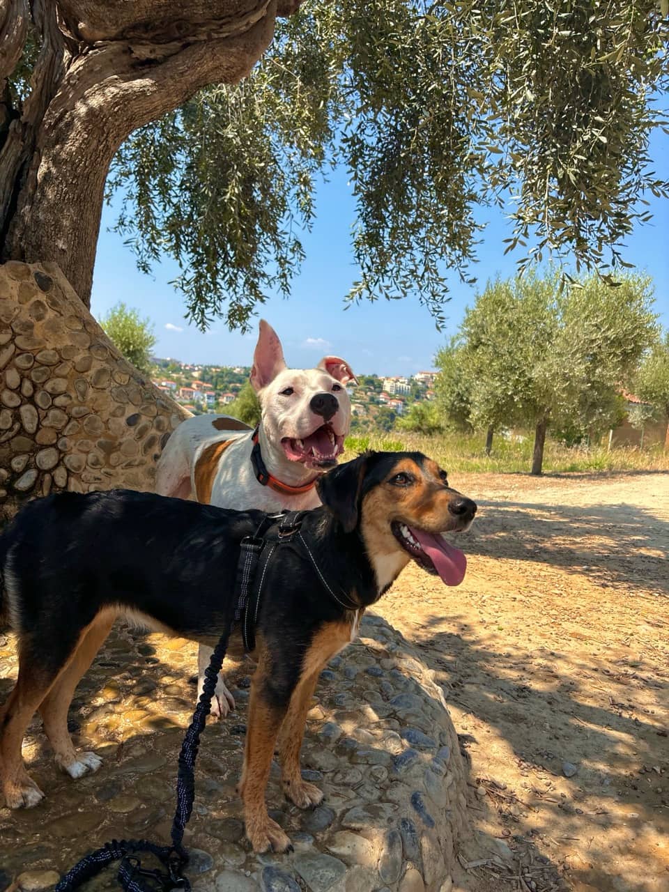 Dog-Friendly Paradise