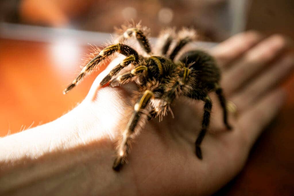 Tarantula Encounters