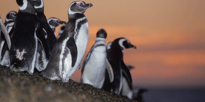 Penguin Viewing