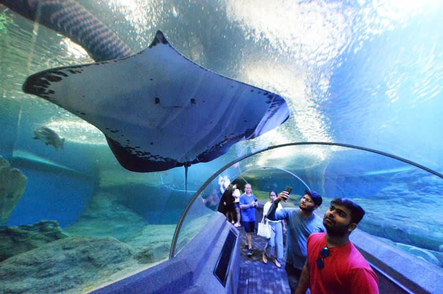 Adorable Stingray Encounters