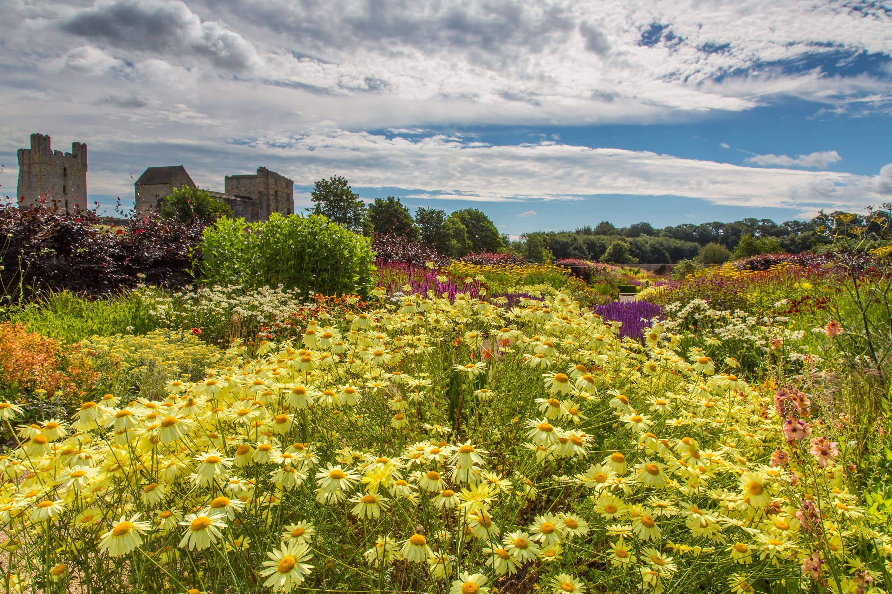 Wildflower Meadows