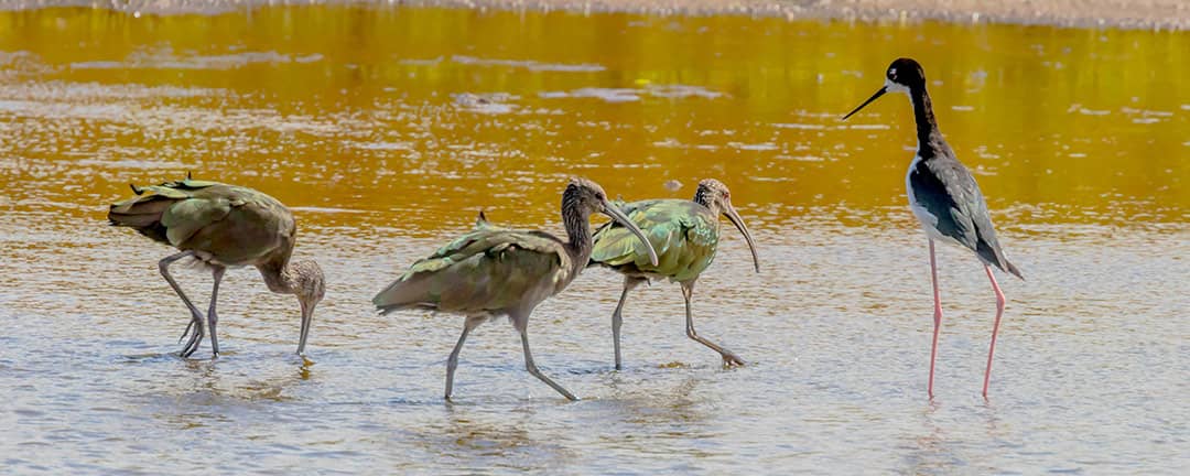 Wildlife Viewing