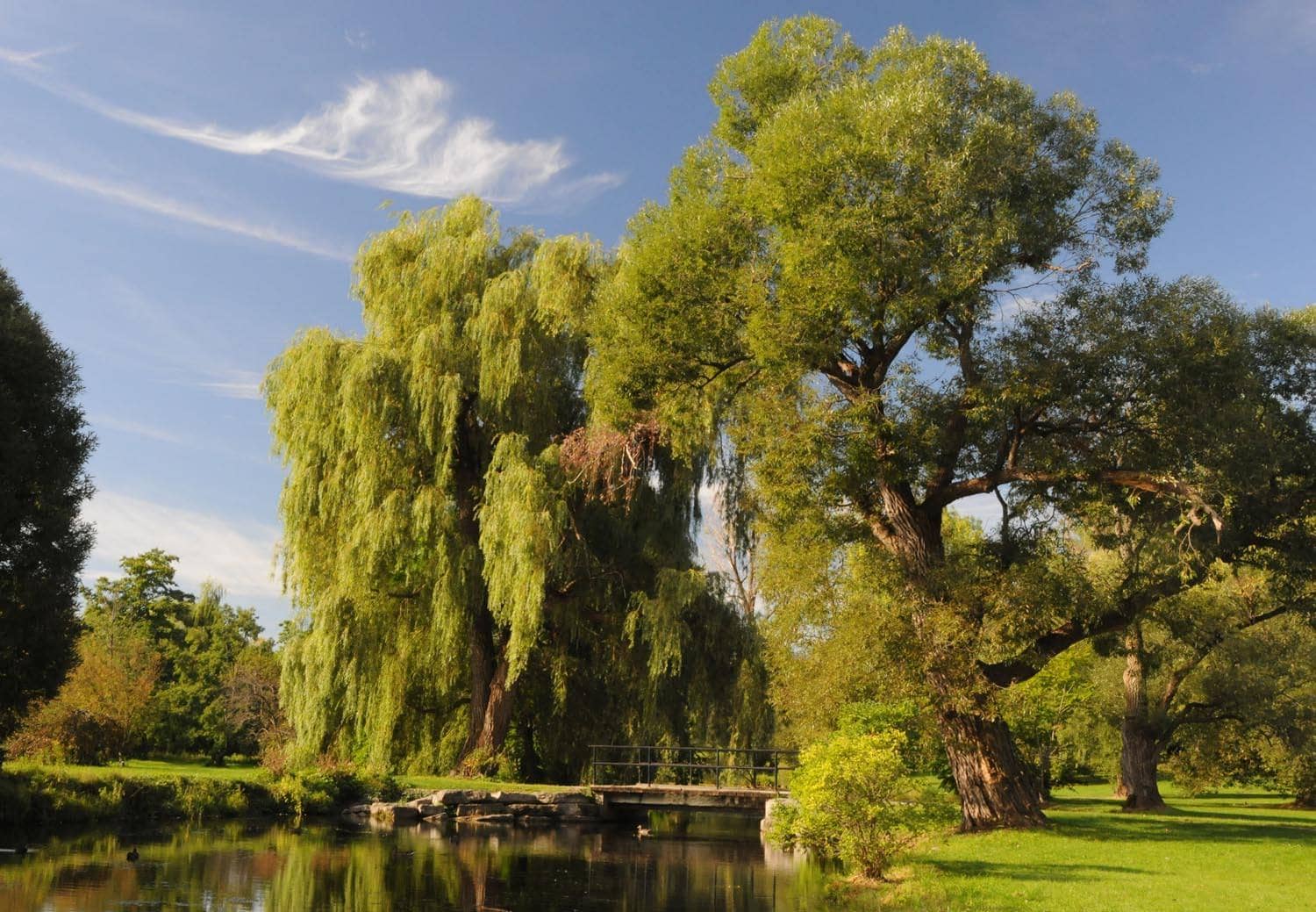 Willow Tree Groves