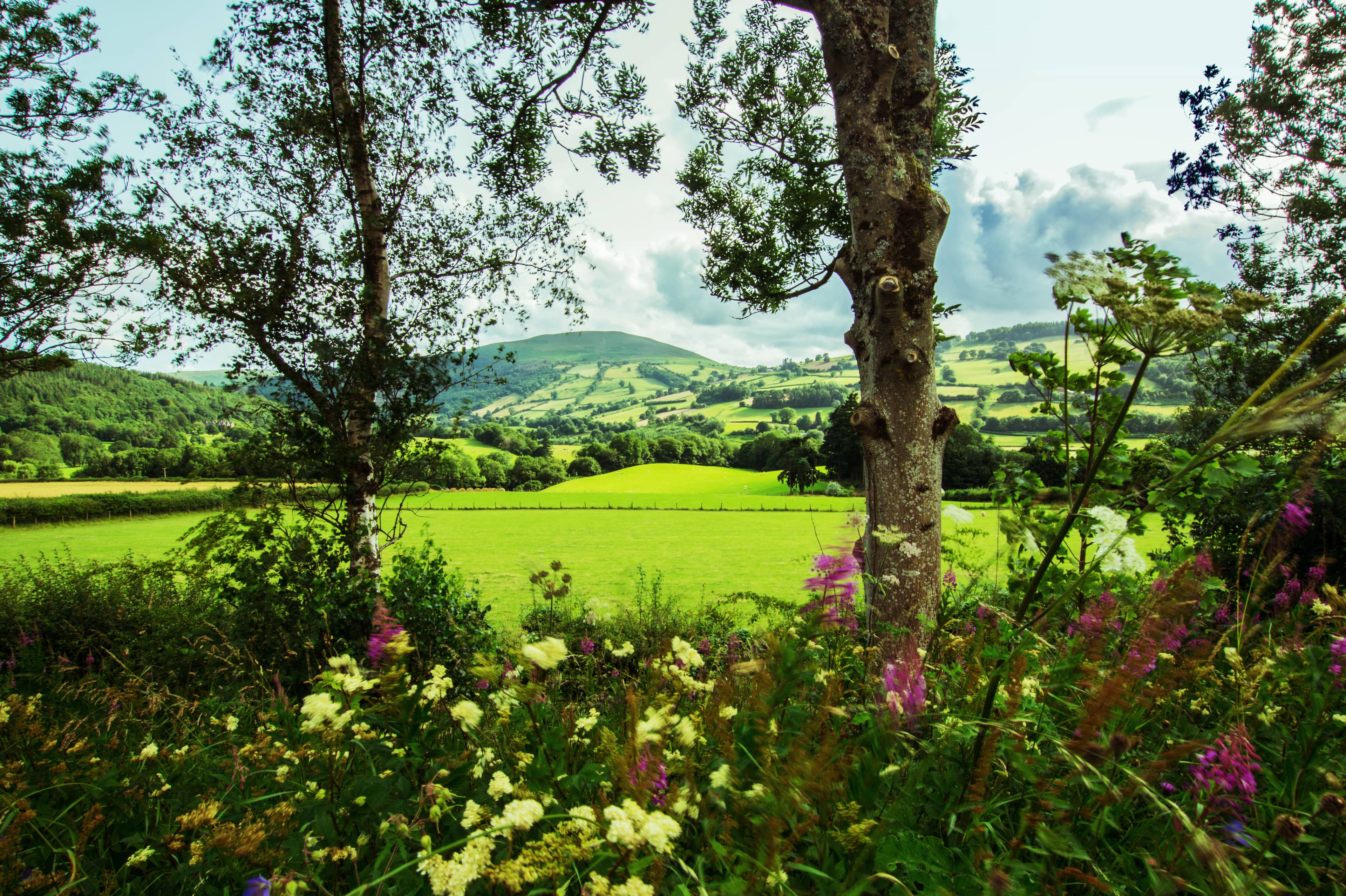 Wildflower Garden
