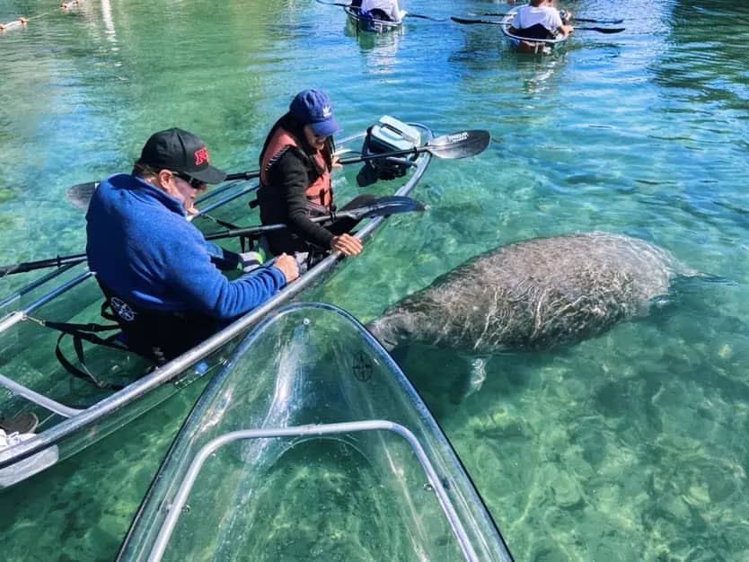 Manatee and Dolphin Watching