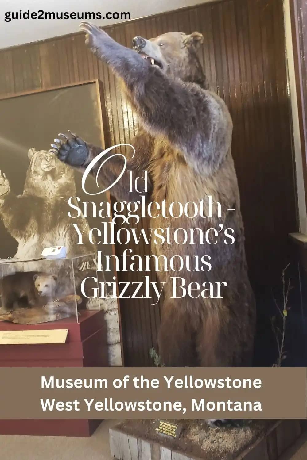 Snaggle Tooth Bear Stories