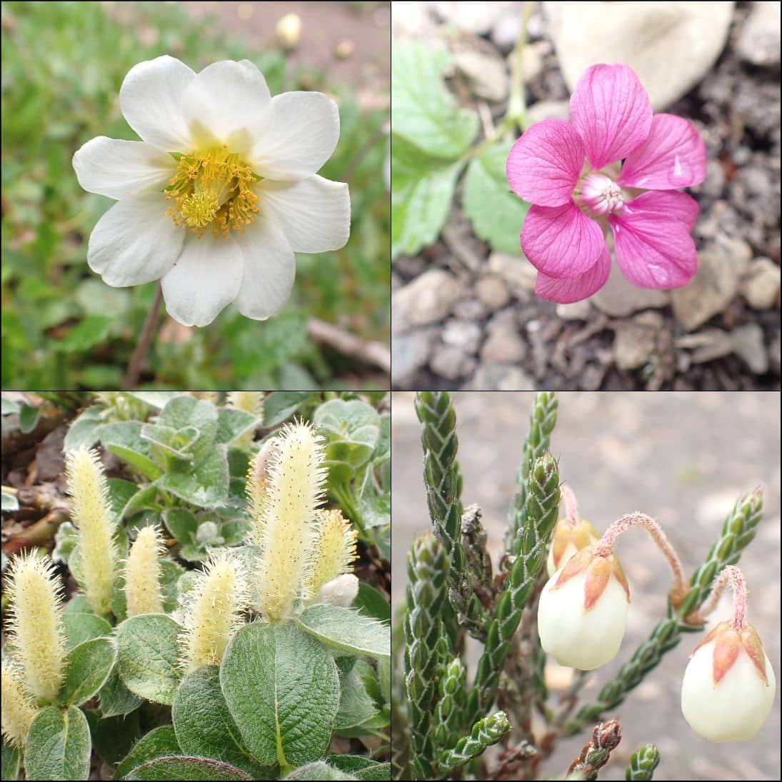 Seasonal Blooms