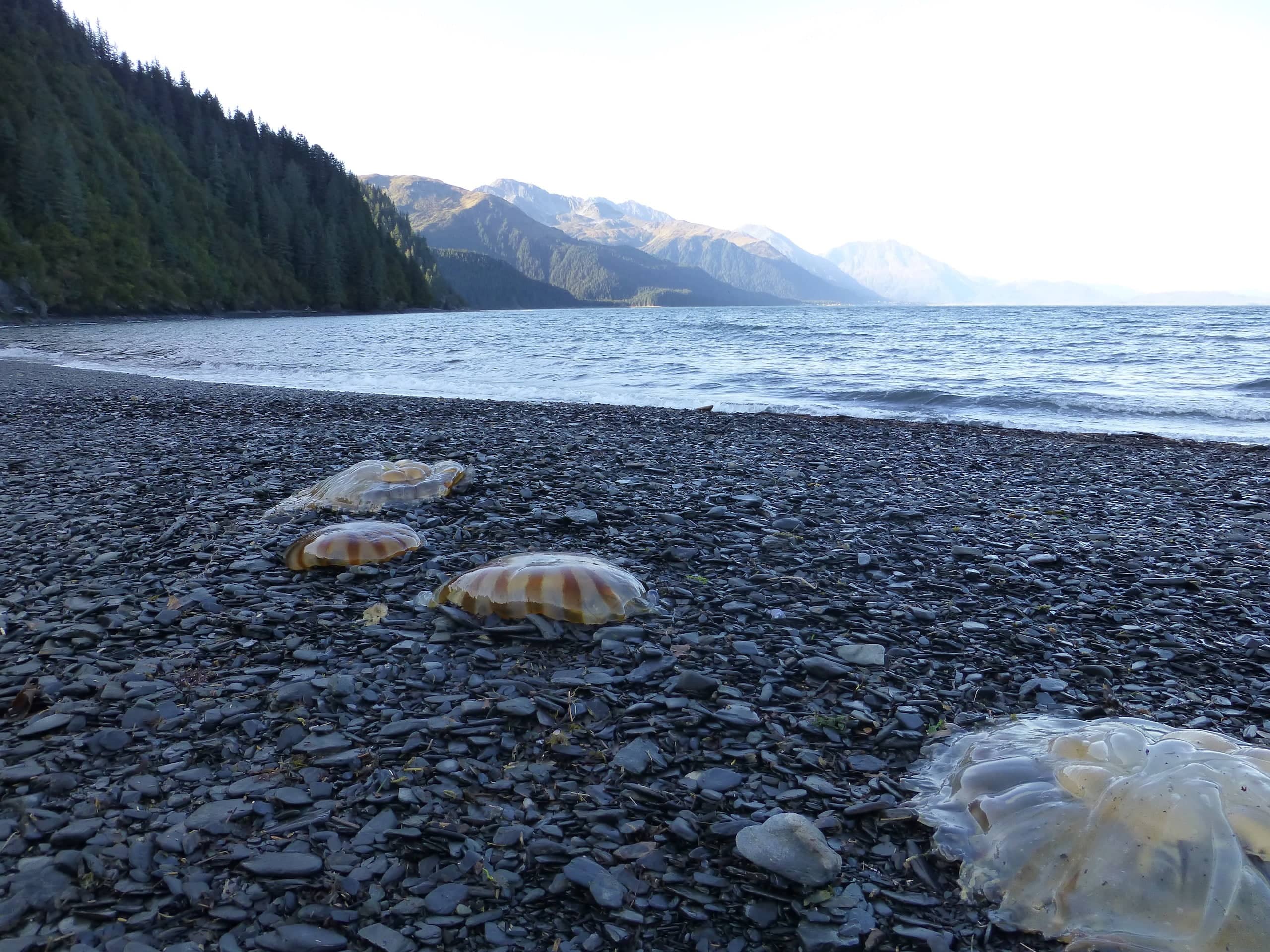 Jellyfish Sightings