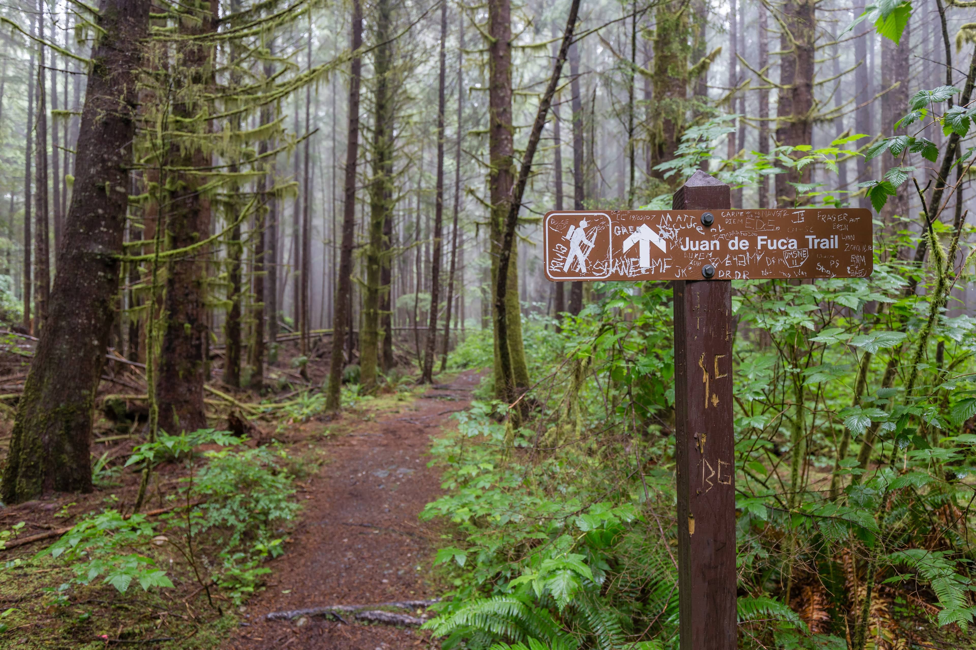 Forest Walk