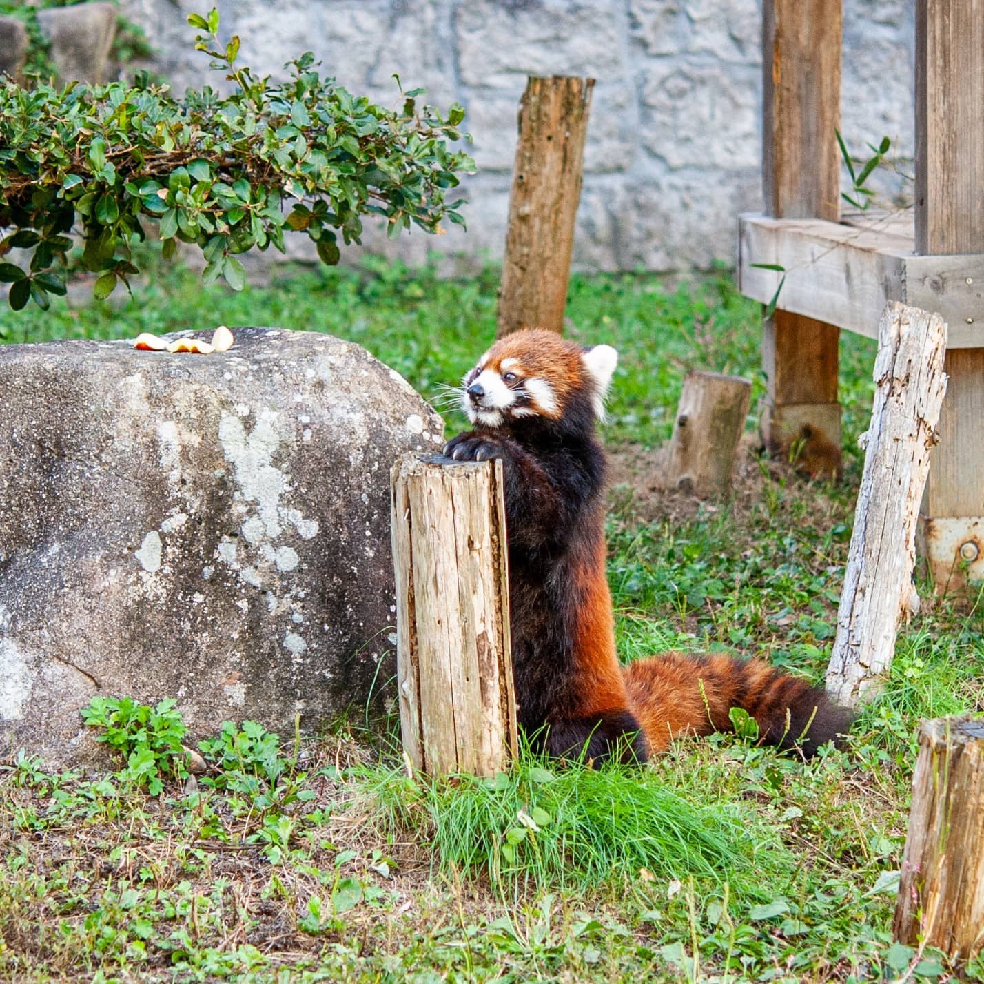 Charming Petting Zoo