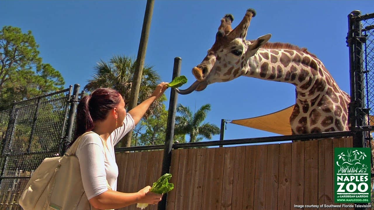 Giraffe Feeding