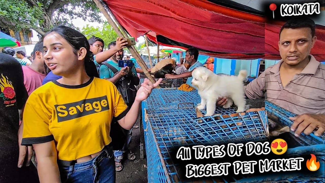 Galiff Street Pet Market