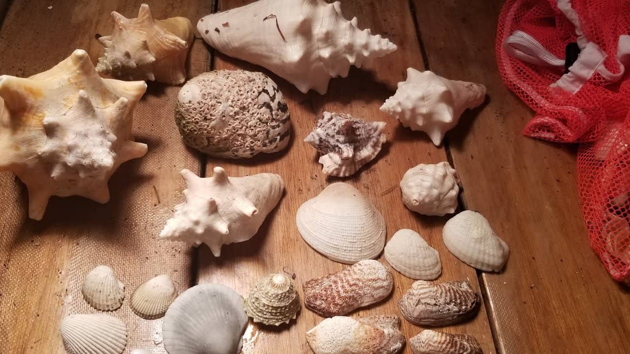 Conch Shell Hunting