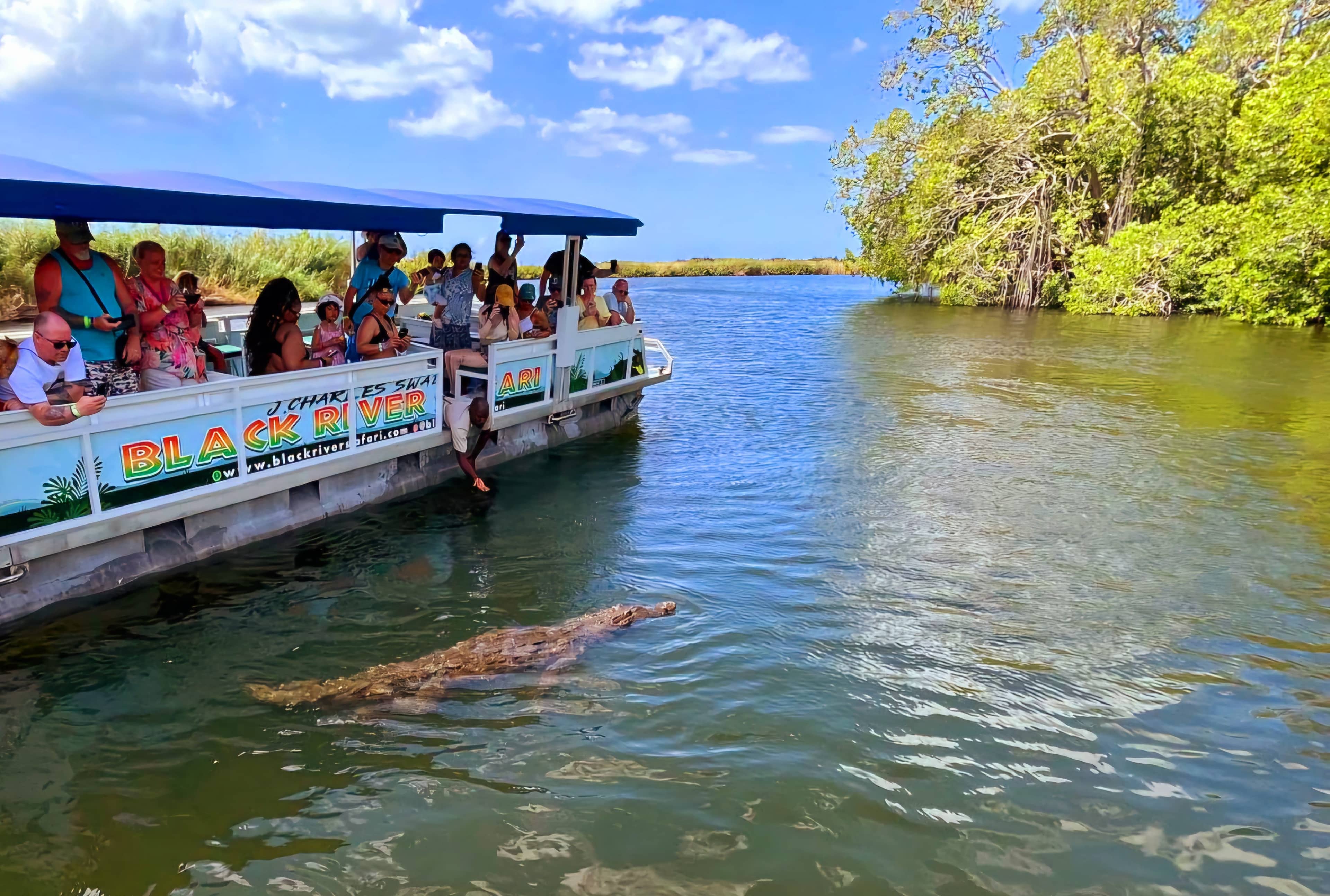 Mangrove Forest Cruise