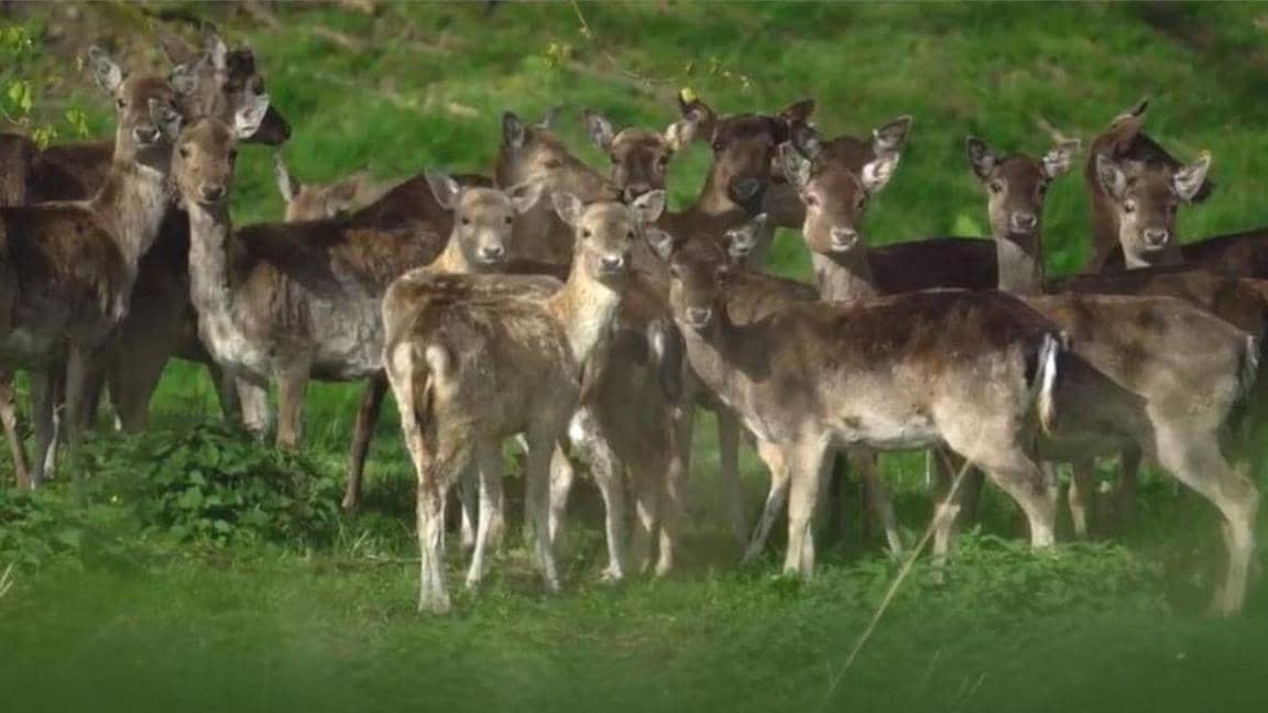 Deer Spotting