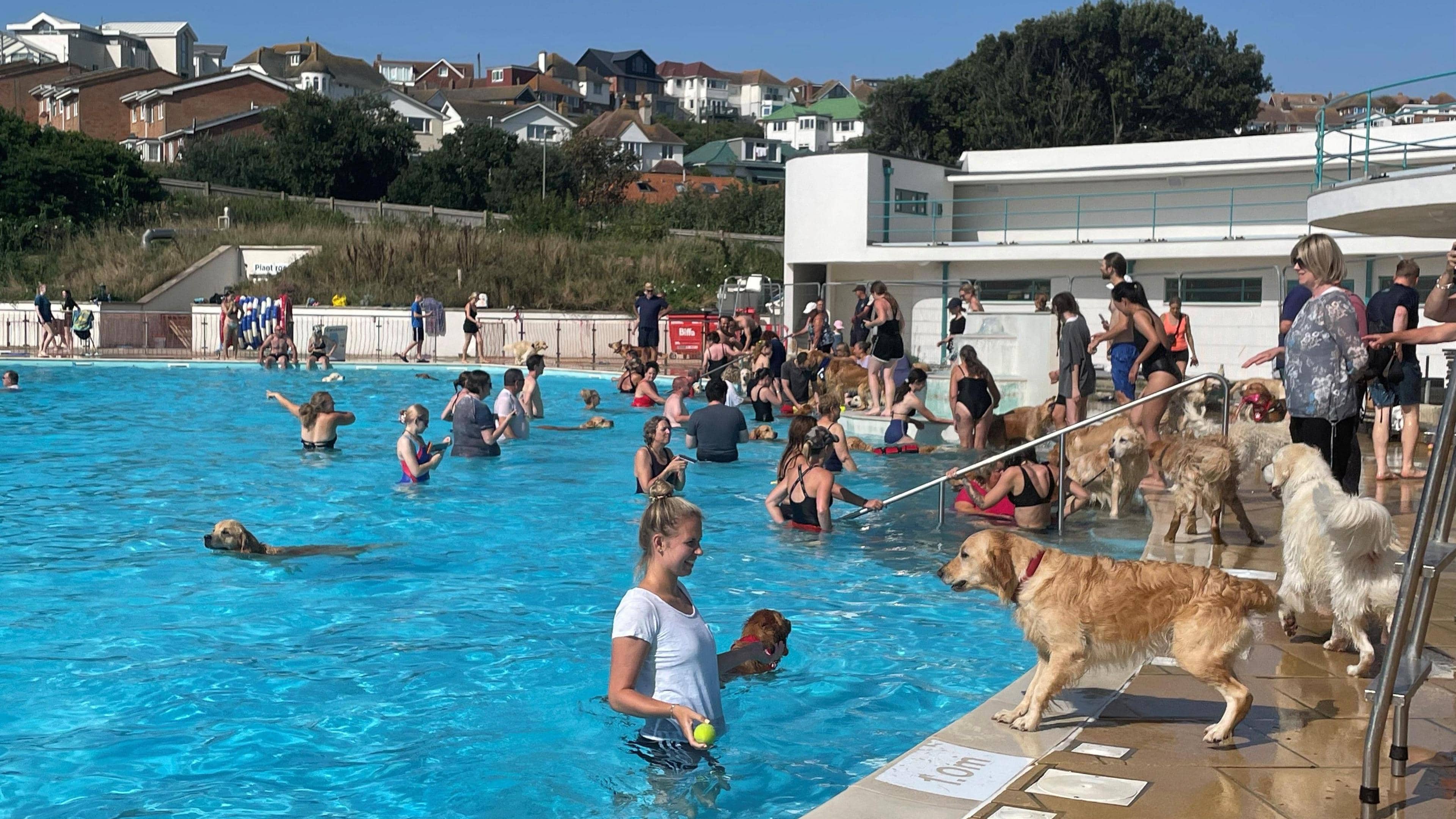 Doggy Swim Events