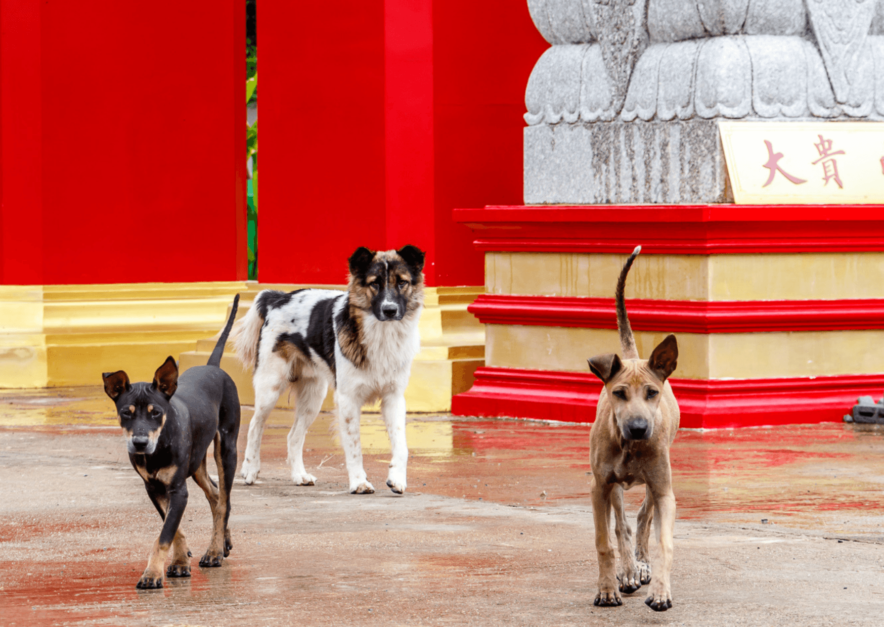 Temple Dog Encounter