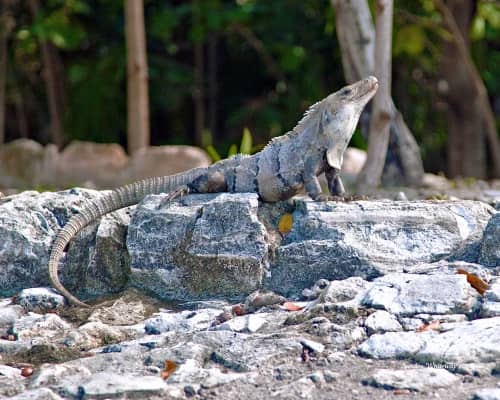 Iguana Encounters