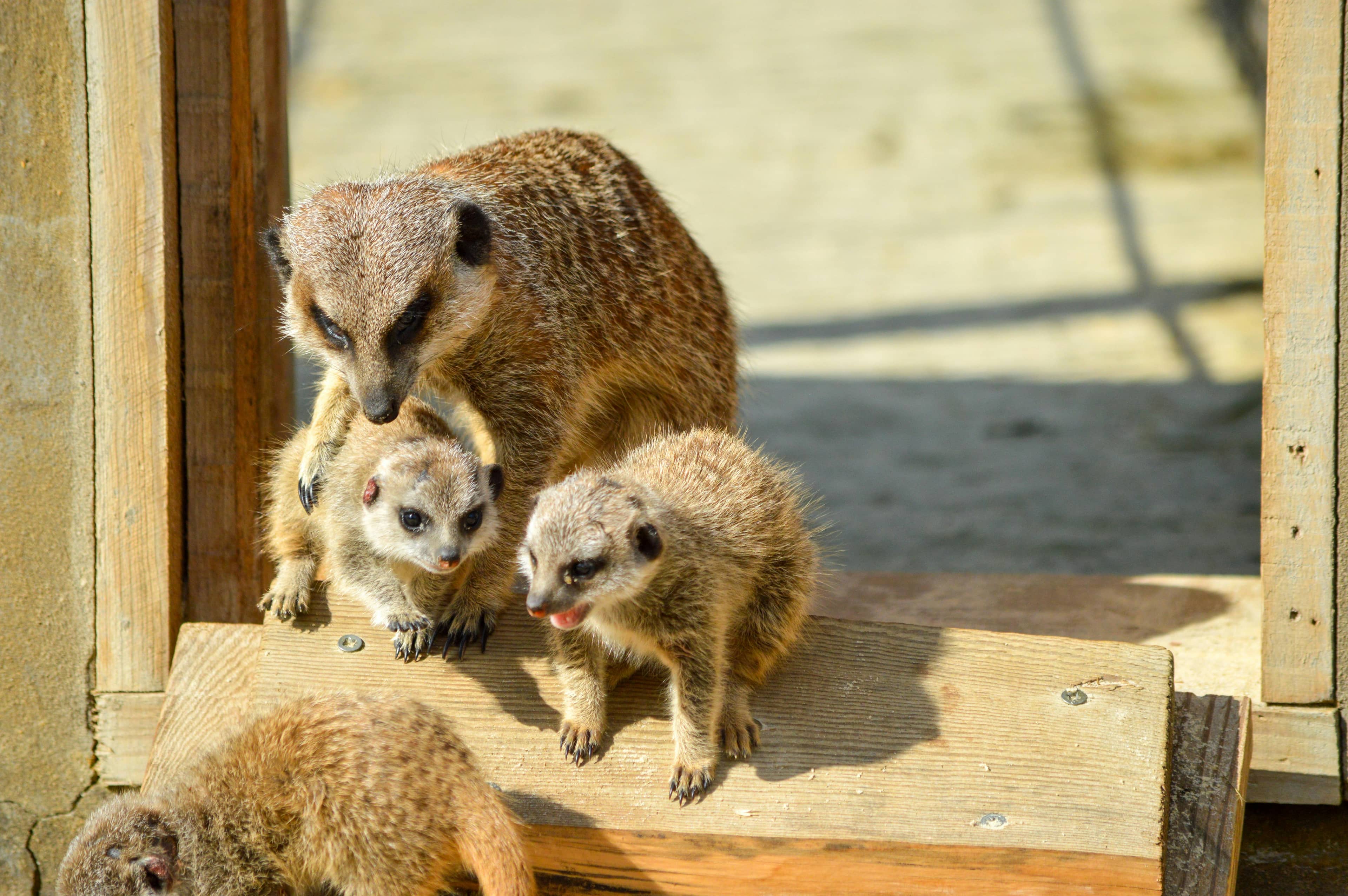 Meerkats