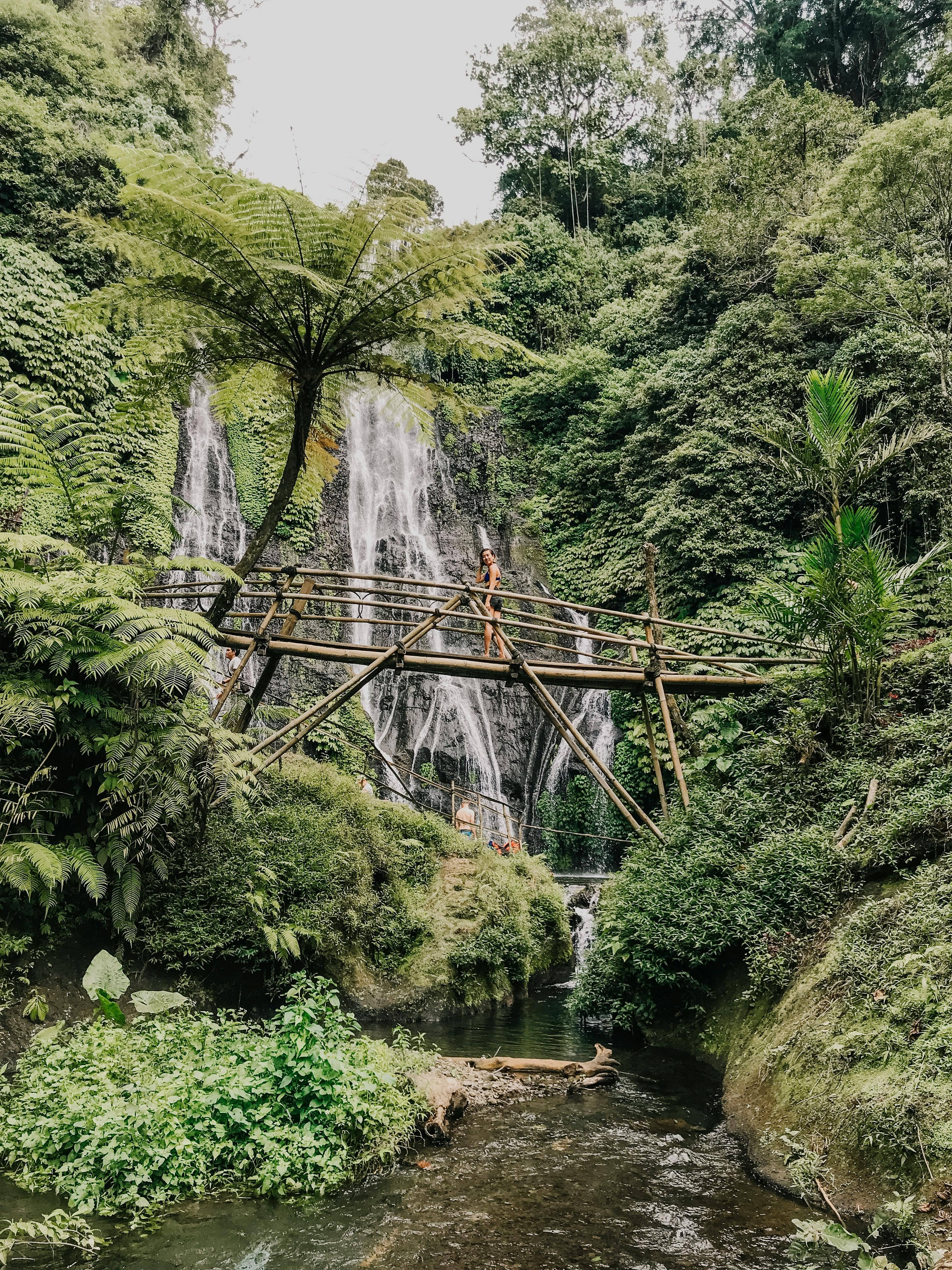 Lush Jungle Scenery