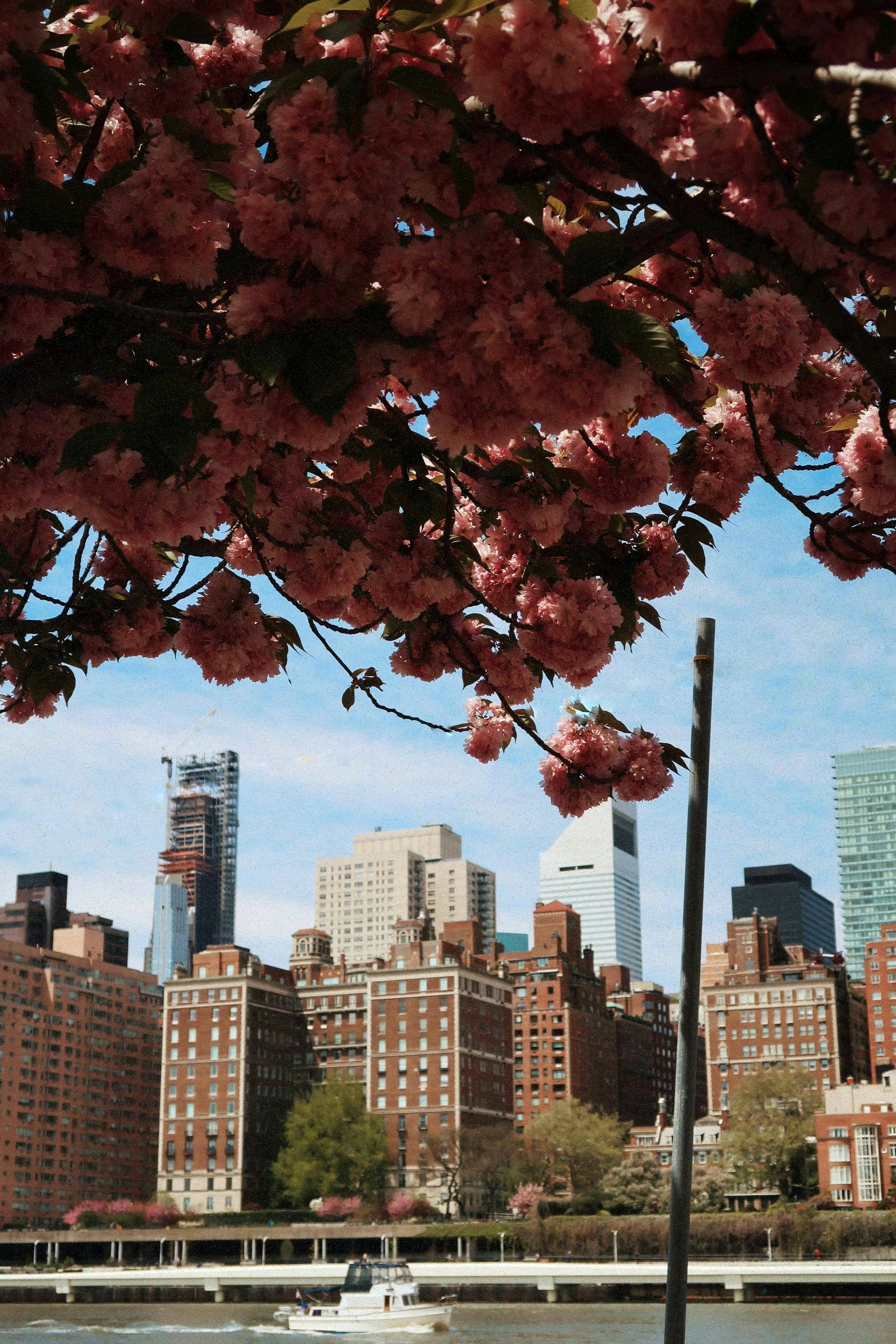 Cherry Blossom Spectacle