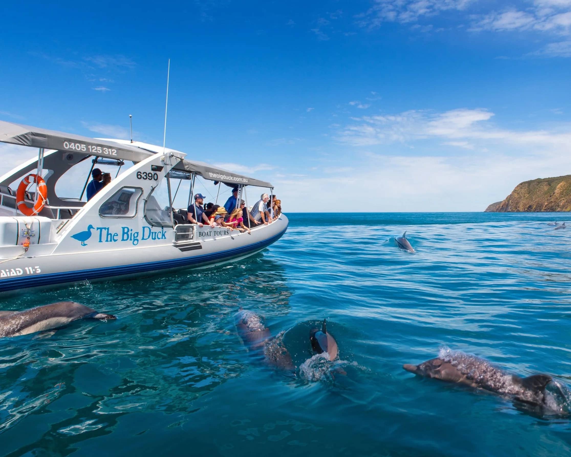 Whale & Dolphin Watching