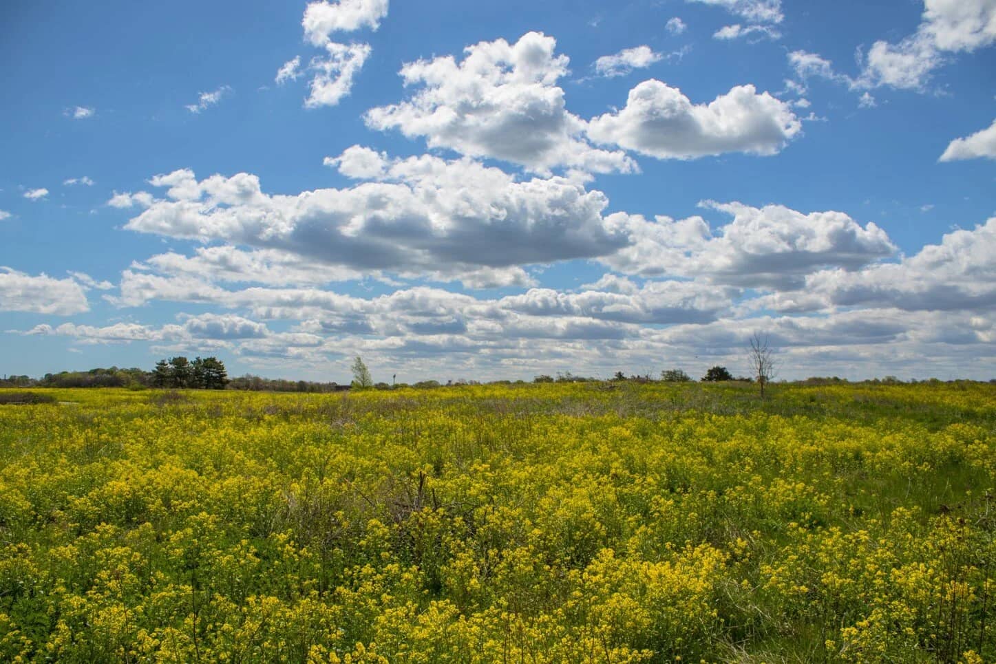 Wildflower Meadow