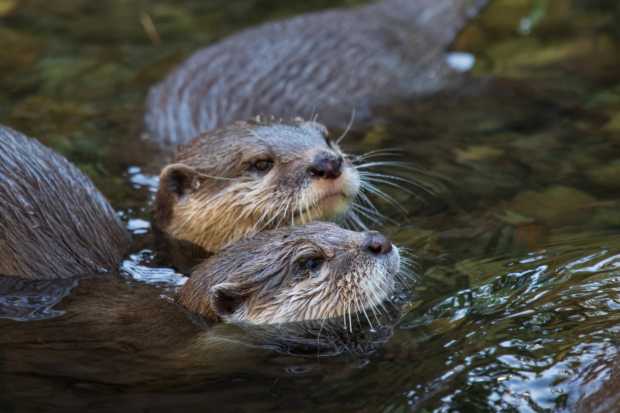 Playful Otters
