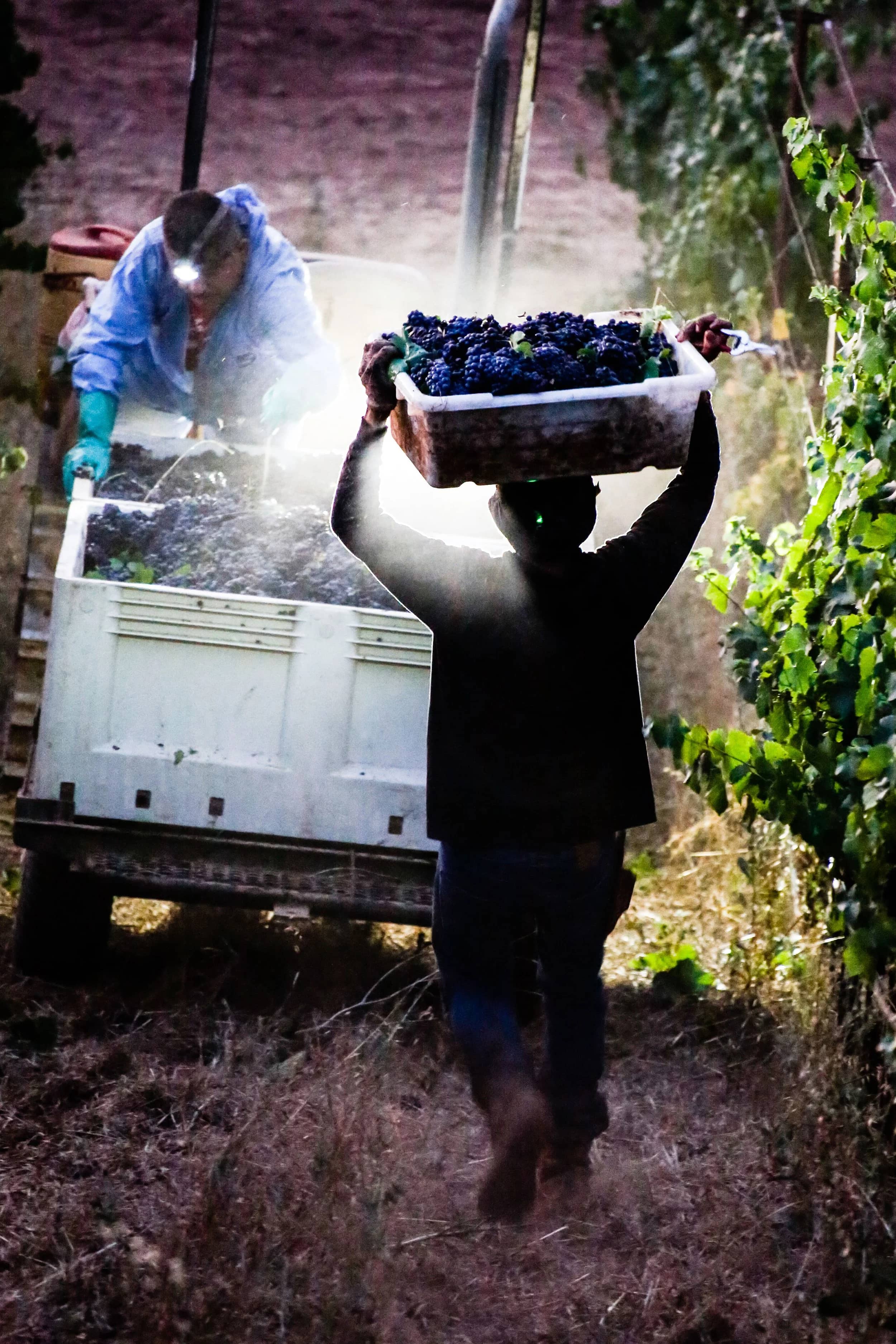 Pinot Noir Harvest