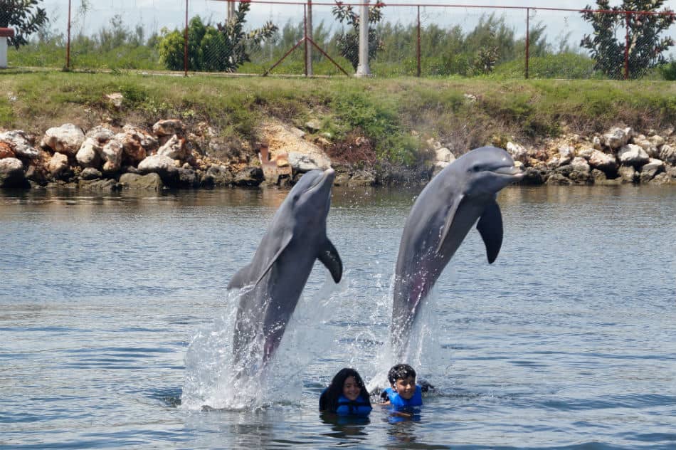 Swim with Dolphins