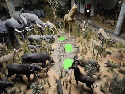 Unique Taxidermy Displays