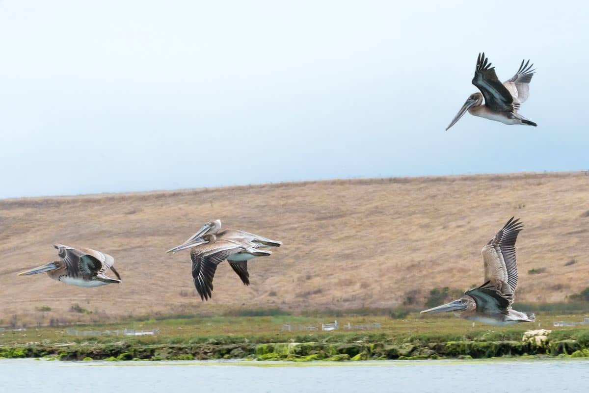 Wetlands Conservation Area