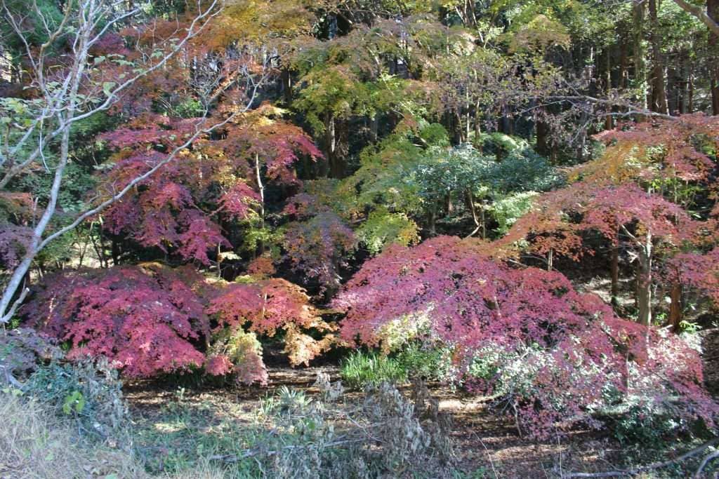 Nature Trails