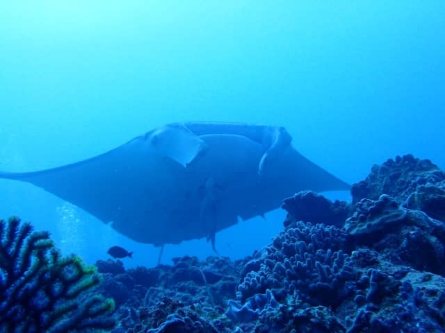 Marine Life Encounters