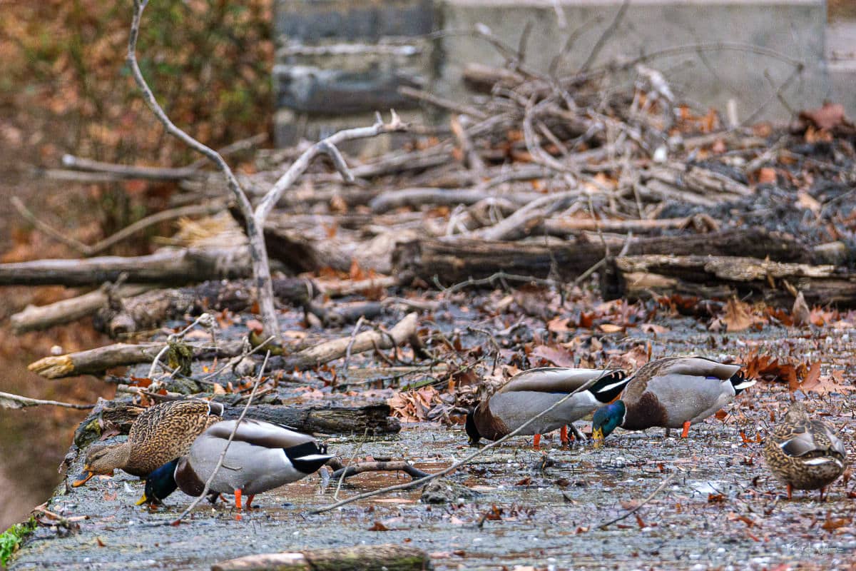 Nature Trails & Wildlife