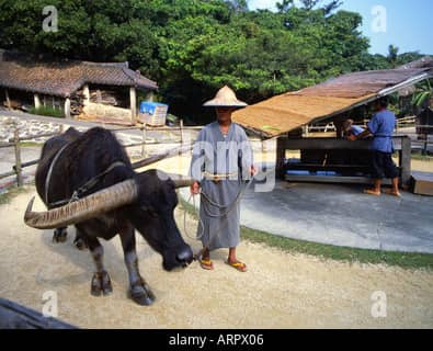 Water Buffalo Cart Ride