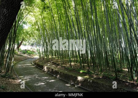 Bamboo Grove