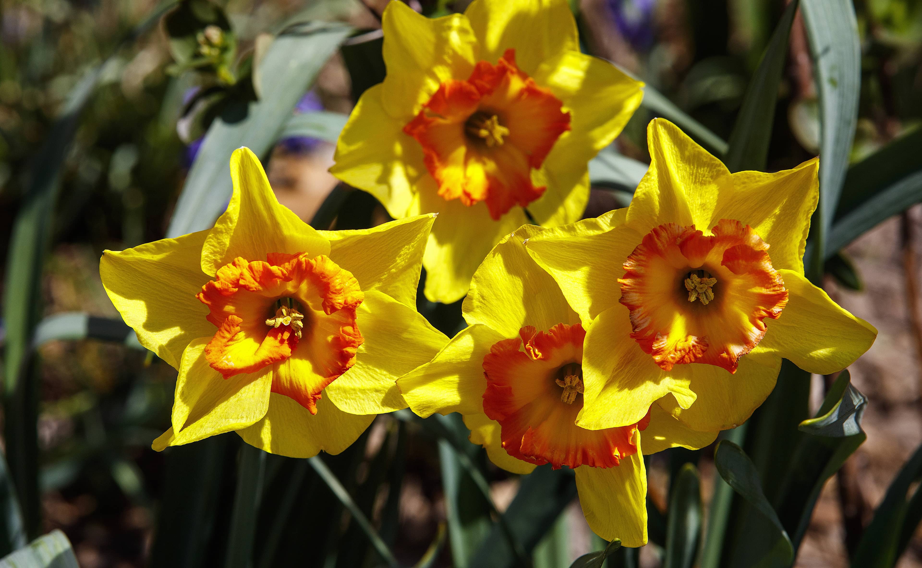 Seasonal Flower Displays