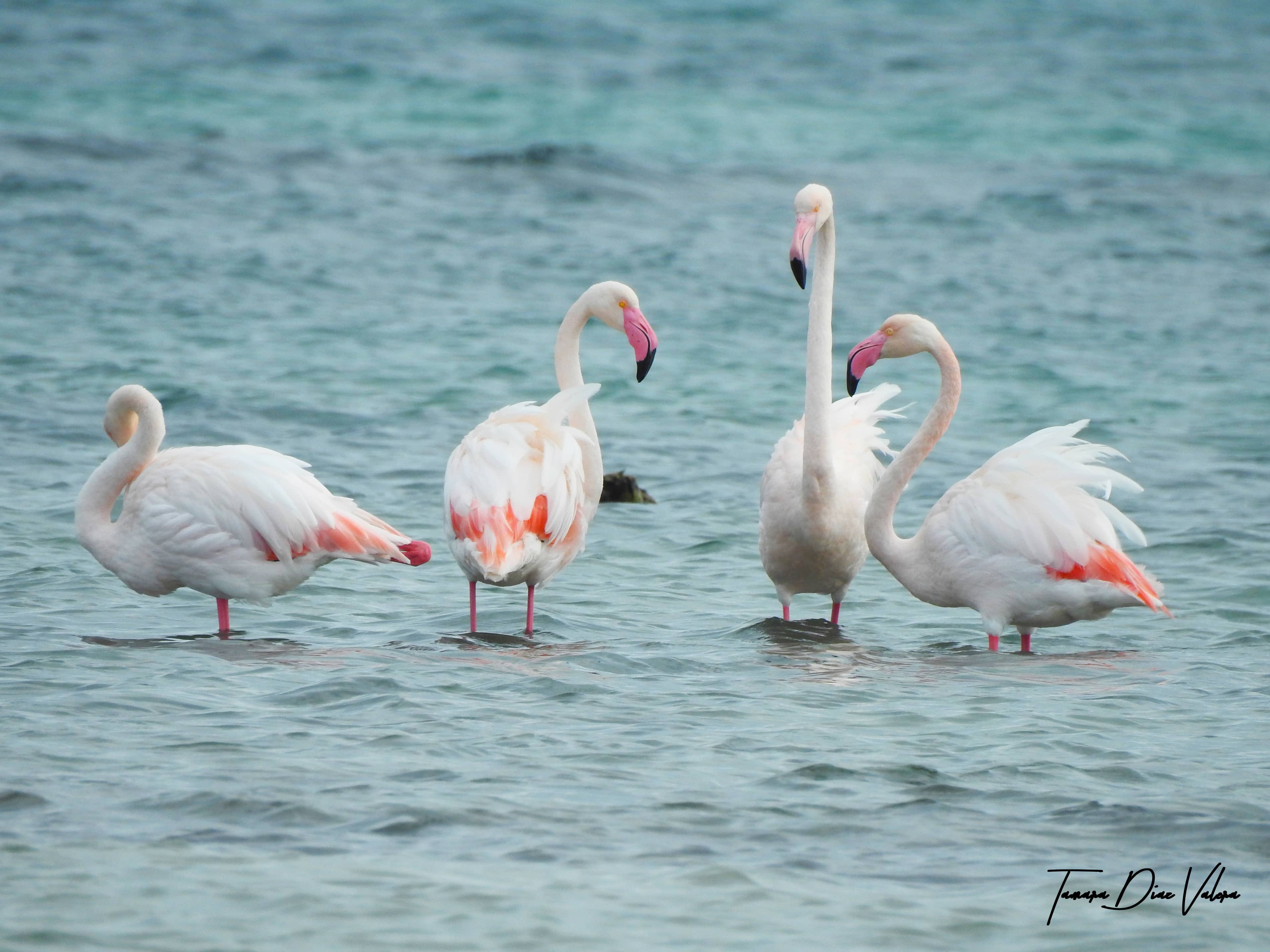 Salinas y Arenales de San Pedro del Pinatar