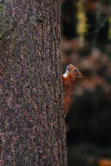 Wildlife Spotting