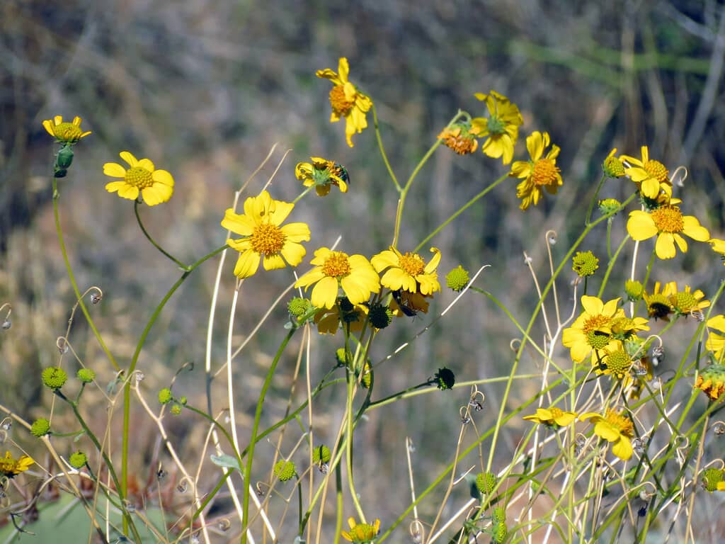Blooming Wildflowers