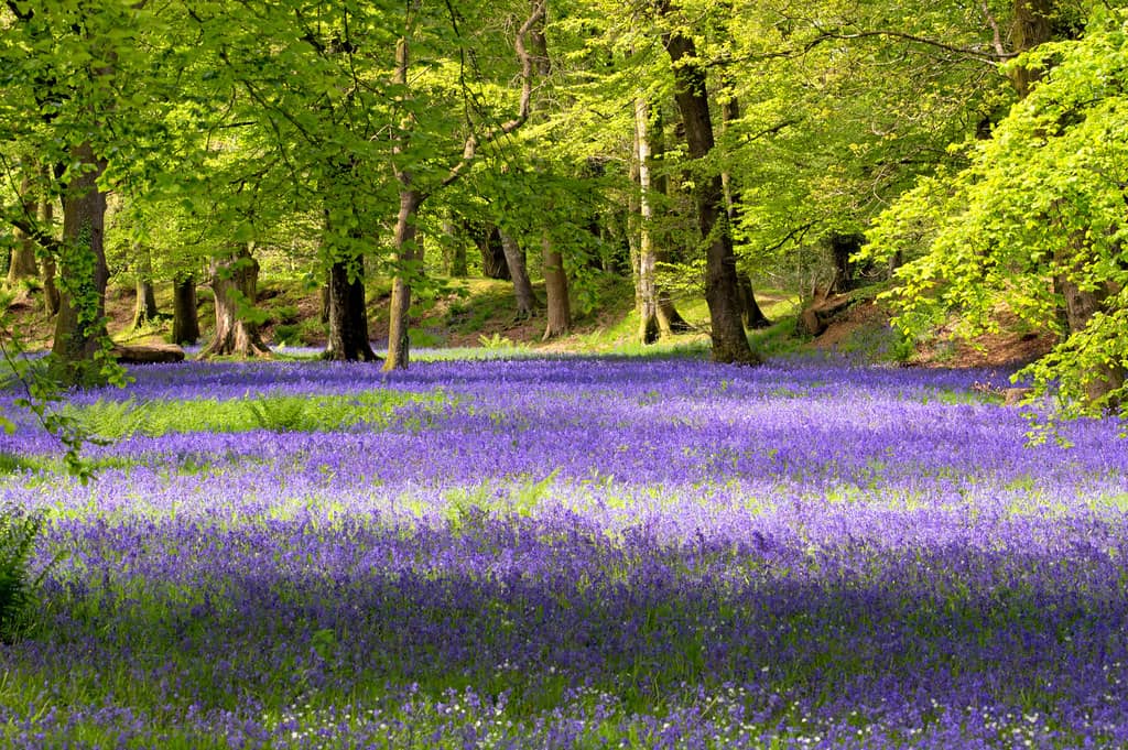 Bluebell Woods